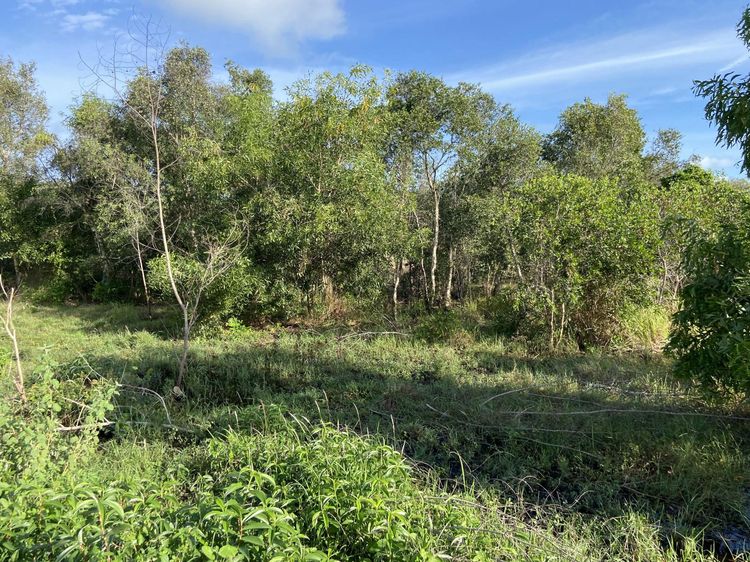 ใช่ 💖 ที่ดิน แกลง ราคาพิเศษ! 💖 รูปที่ 2