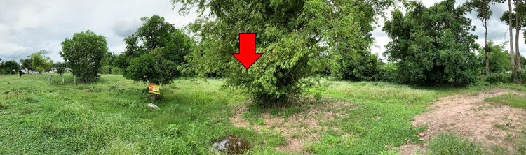 ใช่ 💖 ที่ดิน เมืองสกลนคร ราคาพิเศษ! 💖 รูปที่ 2