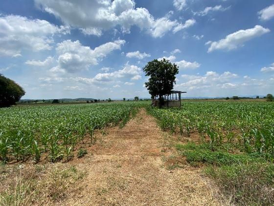 ใช่ 💖 ที่ดิน แก่งคอย ราคาพิเศษ! 💖 รูปที่ 2