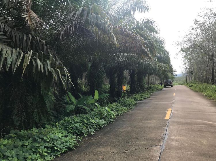 ใช่ 💖 ที่ดิน วังวิเศษ ราคาพิเศษ! 💖 รูปที่ 3