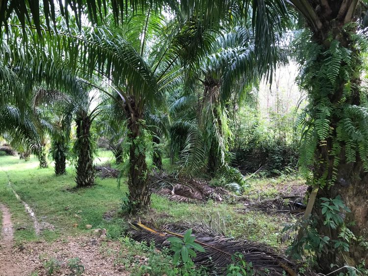 ใช่ 💖 ที่ดิน วังวิเศษ ราคาพิเศษ! 💖 รูปที่ 4