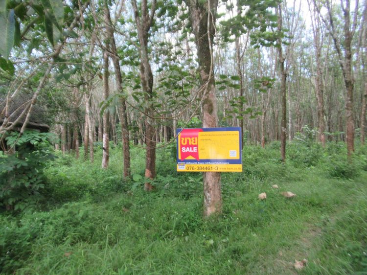 ใช่ 💖 ที่ดิน เกาะยาว ราคาพิเศษ! 💖 รูปที่ 2