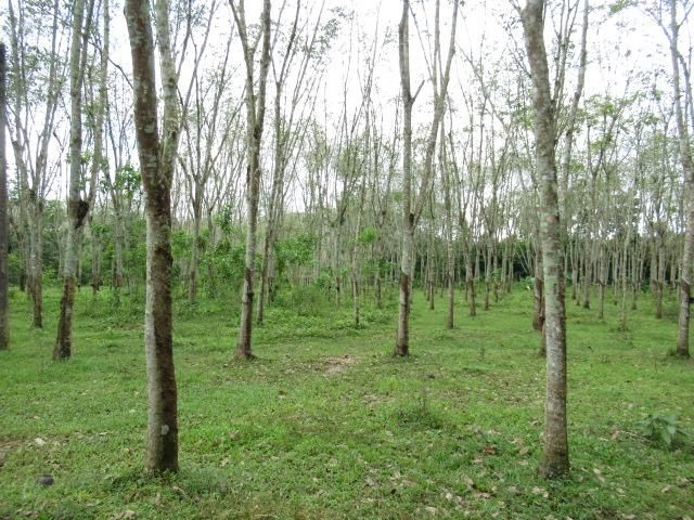 ใช่ 💖 ที่ดิน กิ่งอำเภอศรีนครินทร์ ราคาพิเศษ! 💖 รูปที่ 4