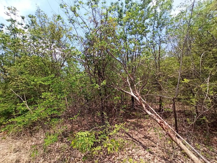 ใช่ 💖 ที่ดิน เมืองกาญจนบุรี ราคาพิเศษ! 💖 รูปที่ 4