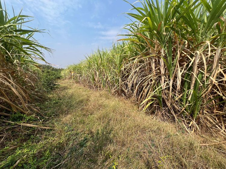 ใช่ 💖 ที่ดิน ชัยบาดาล ราคาพิเศษ! 💖 รูปที่ 3