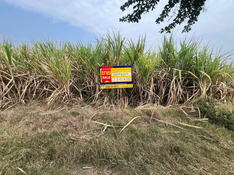 ใช่ 💖 ที่ดิน ชัยบาดาล ราคาพิเศษ! 💖 รูปที่ 4