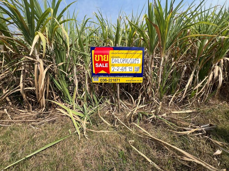 ใช่ 💖 ที่ดิน ชัยบาดาล ราคาพิเศษ! 💖