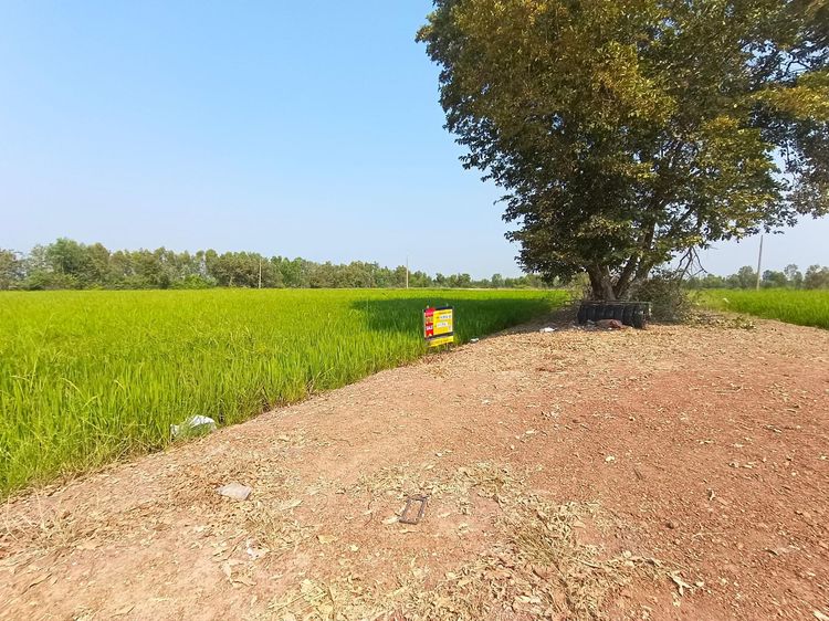 ใช่ 💖 ที่ดิน บางปลาม้า ราคาพิเศษ! 💖 รูปที่ 3