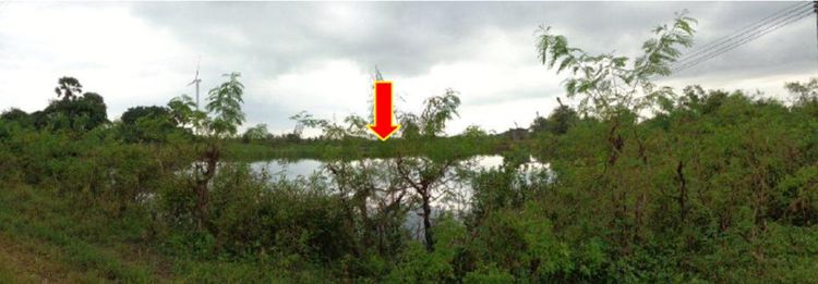 ใช่ 💖 ที่ดิน ระโนด ราคาพิเศษ! 💖