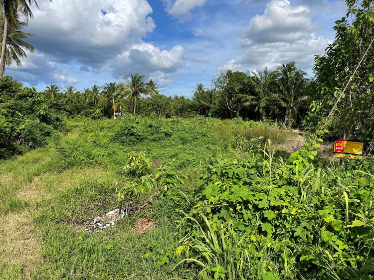 ใช่ 💖 ที่ดิน บางสะพาน ราคาพิเศษ! 💖 รูปที่ 3