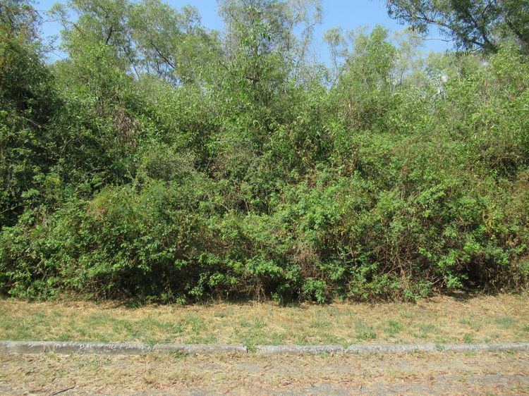 ใช่ 💖 ที่ดิน คลองหลวง ราคาพิเศษ! 💖 รูปที่ 3