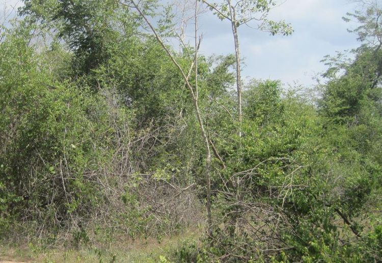 ใช่ 💖 ที่ดิน เกาะคา ราคาพิเศษ! 💖 รูปที่ 4