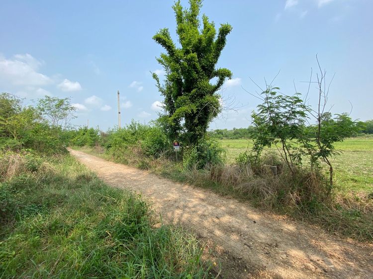 ใช่ 💖 ที่ดิน ดอยหล่อ ราคาพิเศษ! 💖 รูปที่ 2