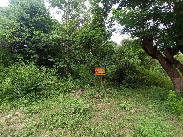 ใช่ 💖 ที่ดิน เมืองกาญจนบุรี ราคาพิเศษ! 💖 รูปที่ 4