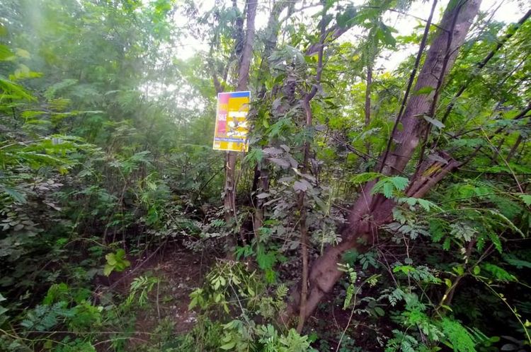 ใช่ 💖 ที่ดิน ภูเวียง ราคาพิเศษ! 💖 รูปที่ 2