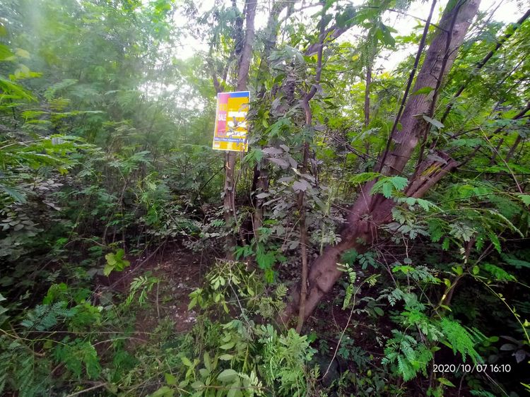 💖 ที่ดิน ภูเวียง ราคาพิเศษ! 💖