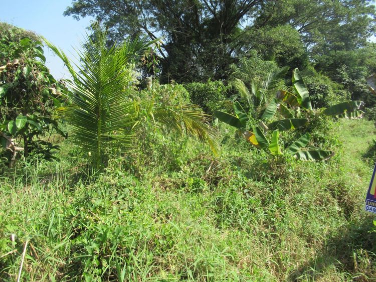 ใช่ 💖 ที่ดิน เมืองลำปาง ราคาพิเศษ! 💖 รูปที่ 4