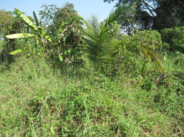 ใช่ 💖 ที่ดิน เมืองลำปาง ราคาพิเศษ! 💖 รูปที่ 3