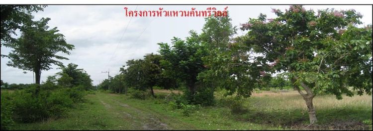 ใช่ 💖 ที่ดิน โชคชัย ราคาพิเศษ! 💖 รูปที่ 3