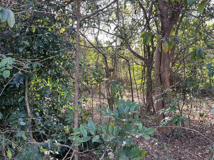 ใช่ 💖 ที่ดิน ขามทะเลสอ ราคาพิเศษ! 💖 รูปที่ 4