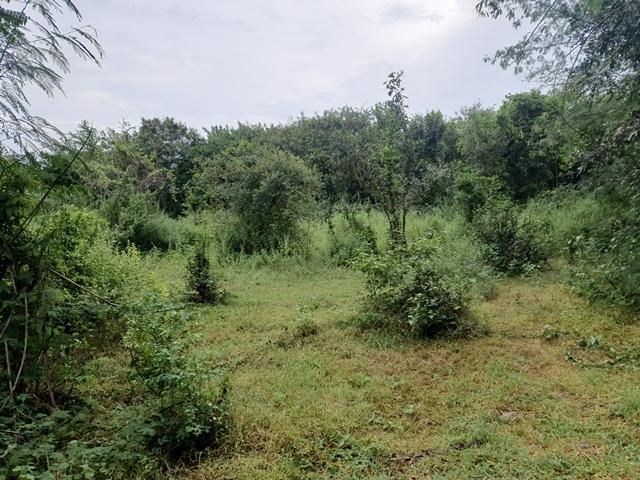 ใช่ 💖 ที่ดิน เมืองเพชรบูรณ์ ราคาพิเศษ! 💖 รูปที่ 3