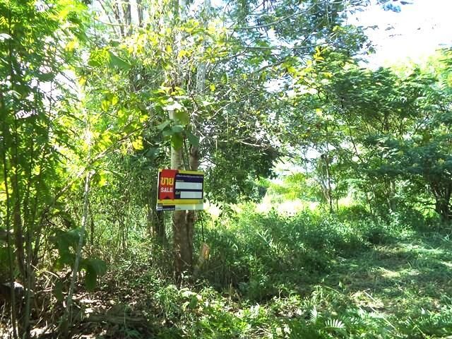 ใช่ 💖 ที่ดิน แม่แตง ราคาพิเศษ! 💖