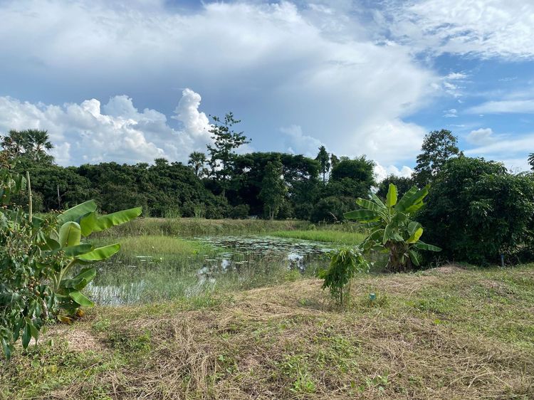 ใช่ 💖 ที่ดิน ป่าซาง ราคาพิเศษ! 💖 รูปที่ 4