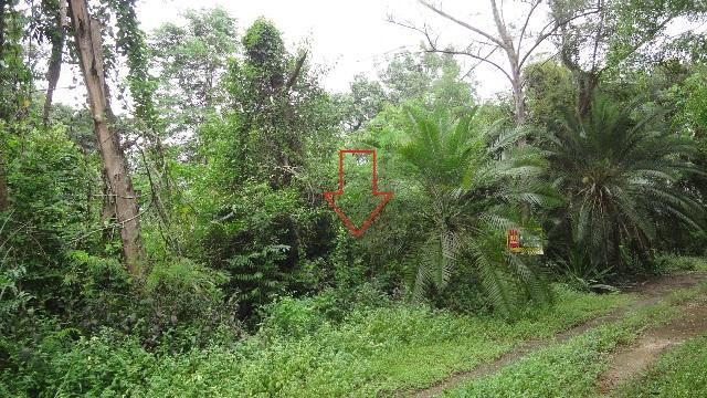 ใช่ 💖 ที่ดิน เกาะคา ราคาพิเศษ! 💖 รูปที่ 4