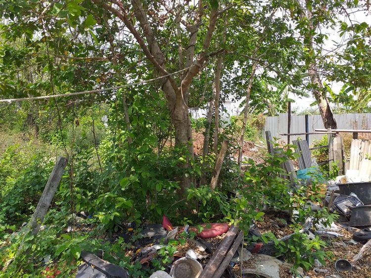 ใช่ 💖 ที่ดิน คลองหลวง ราคาพิเศษ! 💖 รูปที่ 4