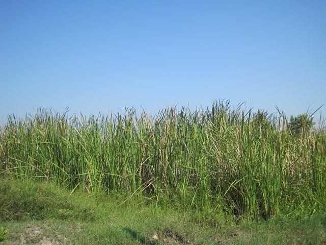 ใช่ 💖 ที่ดิน ดอนตูม ราคาพิเศษ! 💖 รูปที่ 3