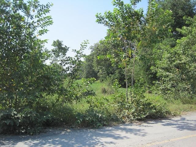 ใช่ 💖 ที่ดิน ดอนตูม ราคาพิเศษ! 💖 รูปที่ 4