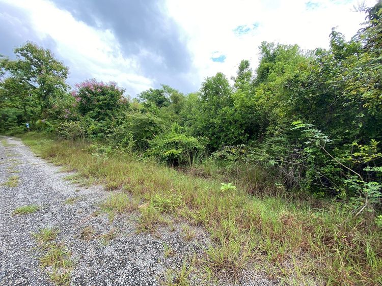 ใช่ 💖 ที่ดิน เมืองลำพูน ราคาพิเศษ! 💖 รูปที่ 3