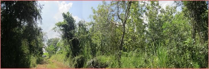 ใช่ 💖 ที่ดิน ภูเขียว ราคาพิเศษ! 💖 รูปที่ 3