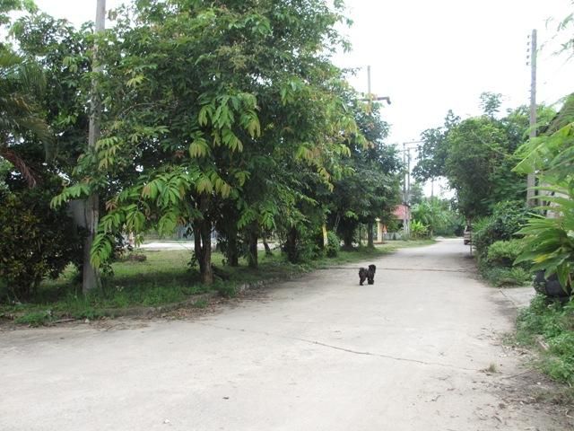 ใช่ 💖 ที่ดิน เมืองเชียงราย ราคาพิเศษ! 💖 รูปที่ 3