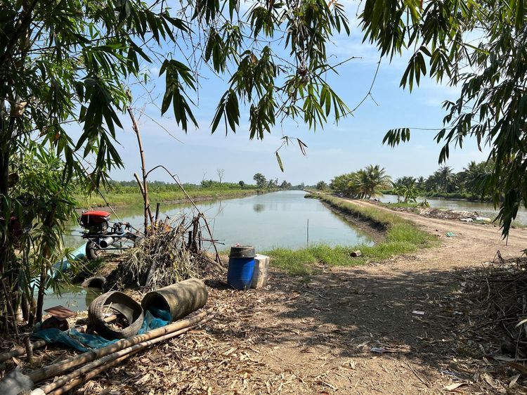 ใช่ 💖 บ้าน หนองเสือ ราคาพิเศษ! 💖 รูปที่ 4