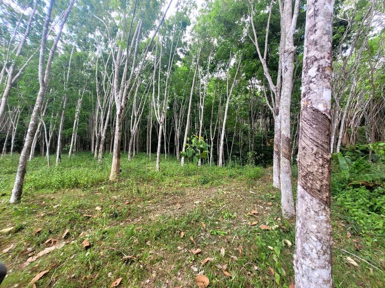 ขายที่ดินตรัง บางเป้า 14ไร่ 2งาน ไร่ละ380000บาท  รูปที่ 2