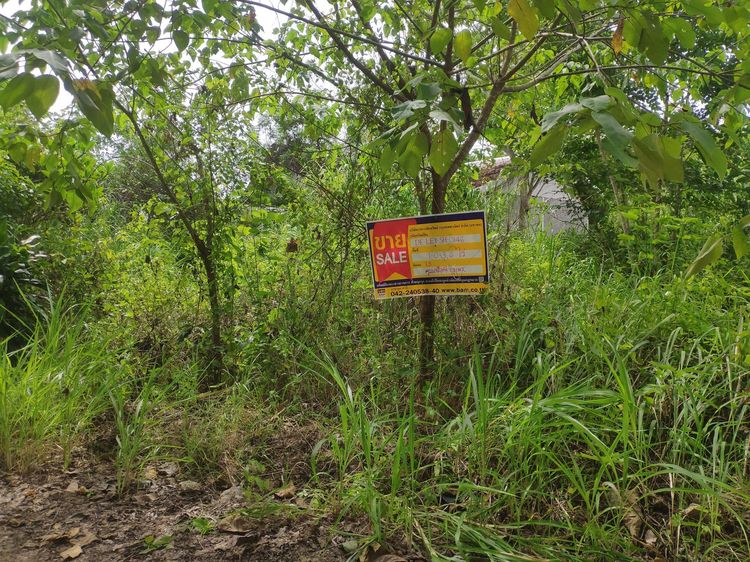 ใช่ 💖 บ้าน เมืองเลย ราคาพิเศษ! 💖 รูปที่ 3