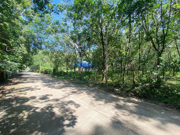 ใช่ 💖 บ้าน เมืองยโสธร ราคาพิเศษ! 💖 รูปที่ 3