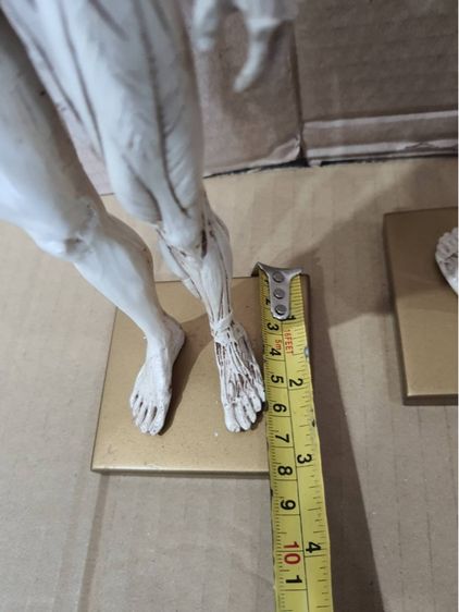 หุ่น อนาโตมี่สะสม รูปที่ 10