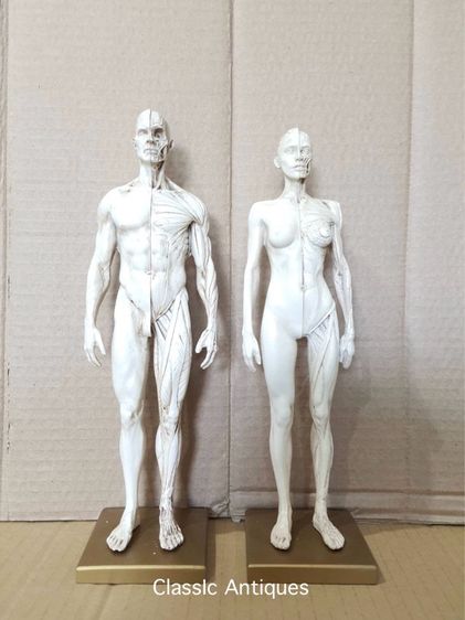 หุ่น อนาโตมี่สะสม