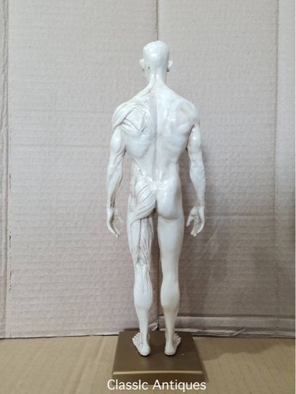 หุ่น อนาโตมี่สะสม รูปที่ 4