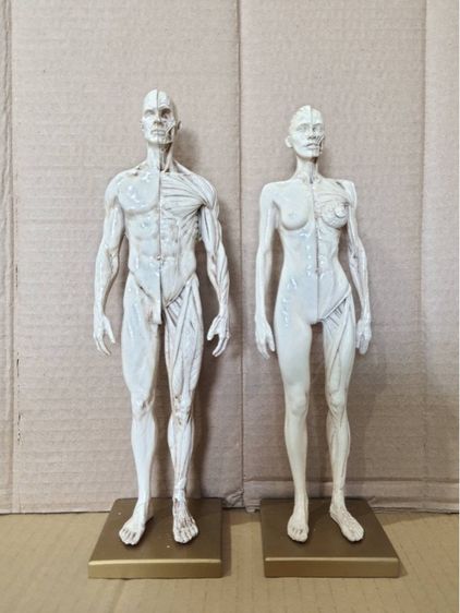 หุ่น อนาโตมี่สะสม รูปที่ 2