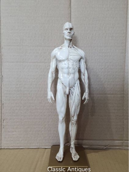 หุ่น อนาโตมี่สะสม รูปที่ 3