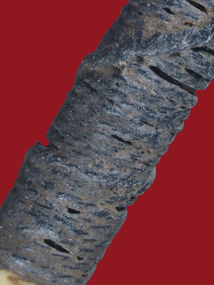 หายาก ตะกรุดกระดูกห่านหลวงพ่อหรุ่น เก้ายอด วัดอัมพวัน ยันต์ใบพัด มีไส้ตะกรุดทองแดงข้างใน ยาวประมาณ 4 นิ้ว รูปที่ 8