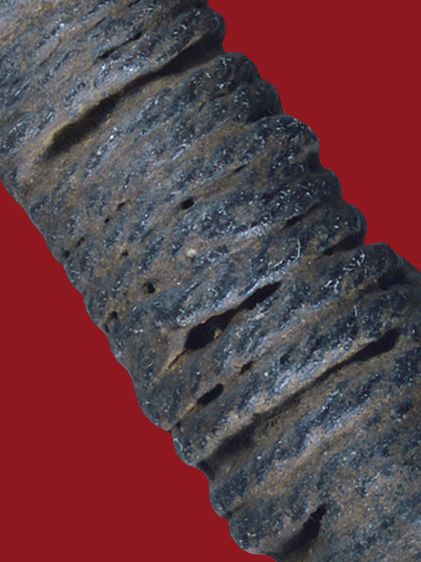 หายาก ตะกรุดกระดูกห่านหลวงพ่อหรุ่น เก้ายอด วัดอัมพวัน ยันต์ใบพัด มีไส้ตะกรุดทองแดงข้างใน ยาวประมาณ 4 นิ้ว รูปที่ 14