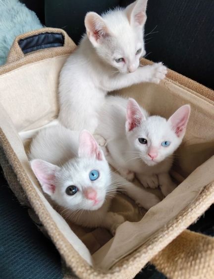 แมวขาวมณีตาสีฟ้าสีเหลืองและตาสองสี รูปที่ 9