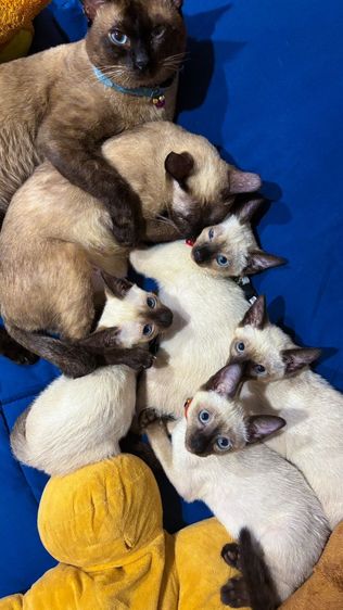 แมววิเชียรมาศพร้อมย้าย รูปที่ 15