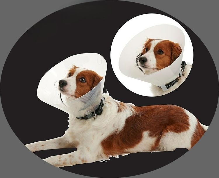 Collar คอลล่า ปลอกคอกันเลียสุนัข ขนาด 20 cm ของใหม่ รูปที่ 3