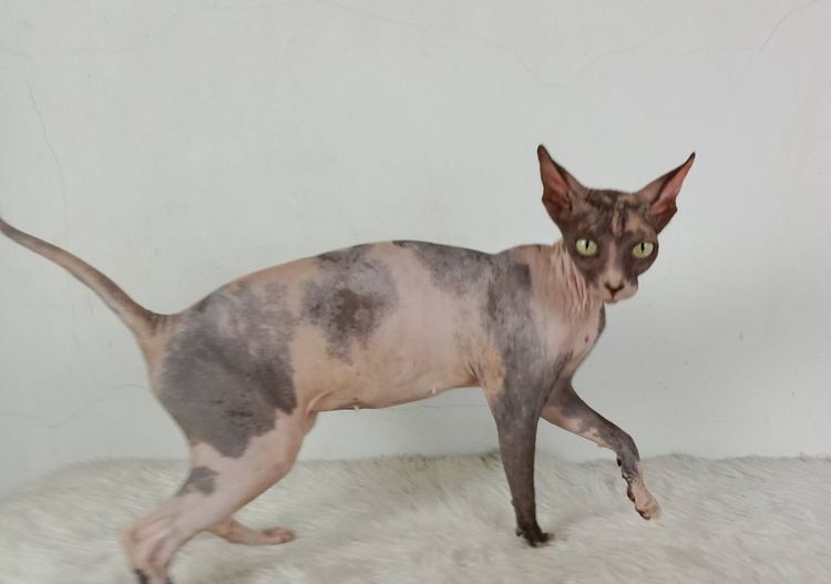 20.แมวสฟิงซ์ เพศเมีย หาบ้าน Sphynx Cat Female looking for a new home รูปที่ 6