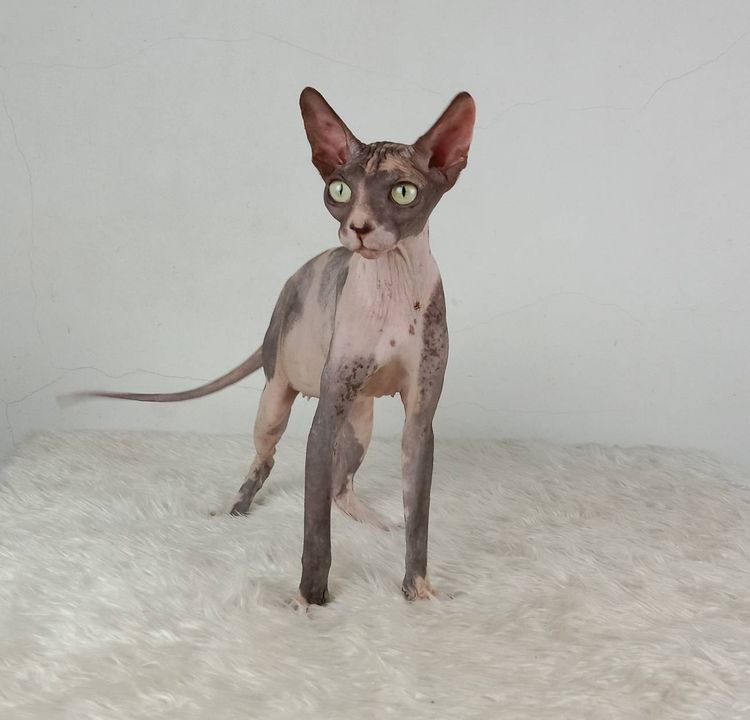20.แมวสฟิงซ์ เพศเมีย หาบ้าน Sphynx Cat Female looking for a new home รูปที่ 3